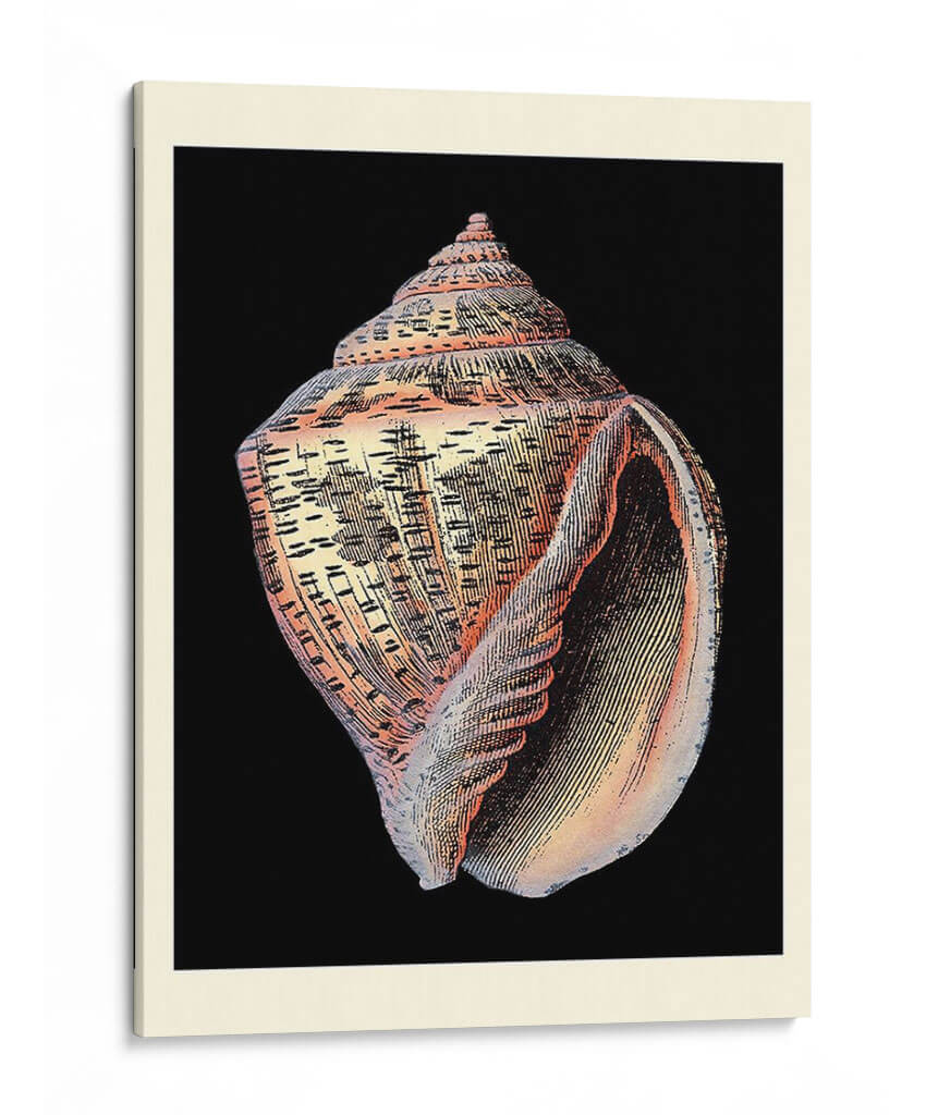 Tesoros Del Mar V - Pierre Redoute | Cuadro decorativo de Canvas Lab