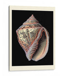 Tesoros Del Mar V - Pierre Redoute | Cuadro decorativo de Canvas Lab