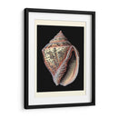 Tesoros Del Mar V - Pierre Redoute | Cuadro decorativo de Canvas Lab