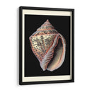 Tesoros Del Mar V - Pierre Redoute | Cuadro decorativo de Canvas Lab