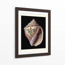 Tesoros Del Mar V - Pierre Redoute | Cuadro decorativo de Canvas Lab