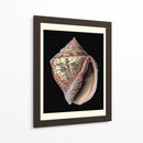 Tesoros Del Mar V - Pierre Redoute | Cuadro decorativo de Canvas Lab