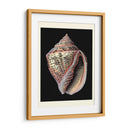 Tesoros Del Mar V - Pierre Redoute | Cuadro decorativo de Canvas Lab