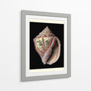 Tesoros Del Mar V - Pierre Redoute | Cuadro decorativo de Canvas Lab