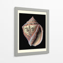 Tesoros Del Mar V - Pierre Redoute | Cuadro decorativo de Canvas Lab