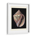 Tesoros Del Mar V - Pierre Redoute | Cuadro decorativo de Canvas Lab