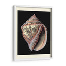 Tesoros Del Mar V - Pierre Redoute | Cuadro decorativo de Canvas Lab