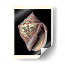 Tesoros Del Mar V - Pierre Redoute | Cuadro decorativo de Canvas Lab