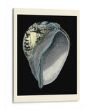 Tesoros Del Mar Vi. - Pierre Redoute | Cuadro decorativo de Canvas Lab