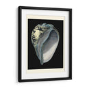 Tesoros Del Mar Vi. - Pierre Redoute | Cuadro decorativo de Canvas Lab