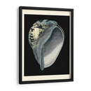 Tesoros Del Mar Vi. - Pierre Redoute | Cuadro decorativo de Canvas Lab