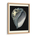 Tesoros Del Mar Vi. - Pierre Redoute | Cuadro decorativo de Canvas Lab