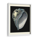 Tesoros Del Mar Vi. - Pierre Redoute | Cuadro decorativo de Canvas Lab