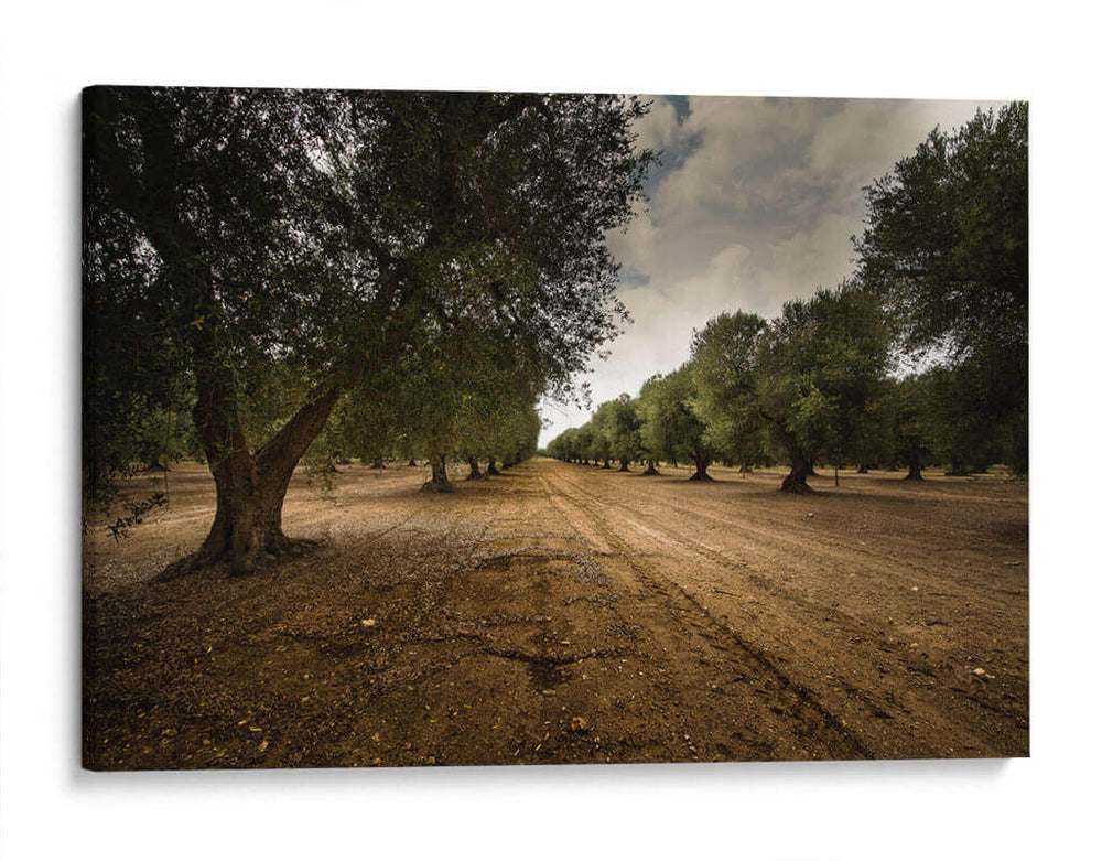 Huerto De Olivos - Ariadne Contreras | Cuadro decorativo de Canvas Lab