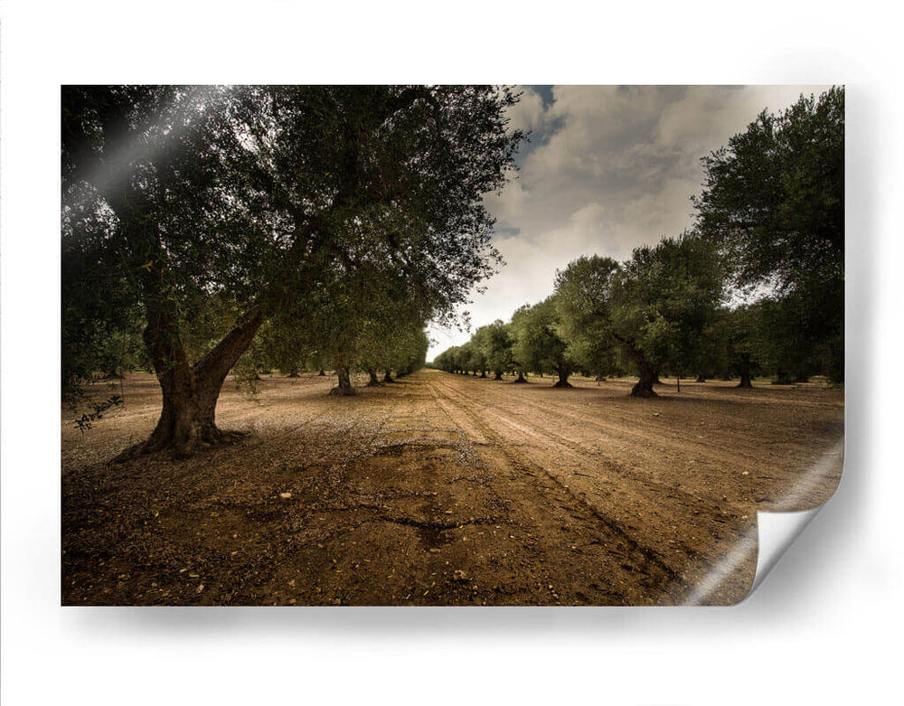 Huerto De Olivos - Ariadne Contreras | Cuadro decorativo de Canvas Lab