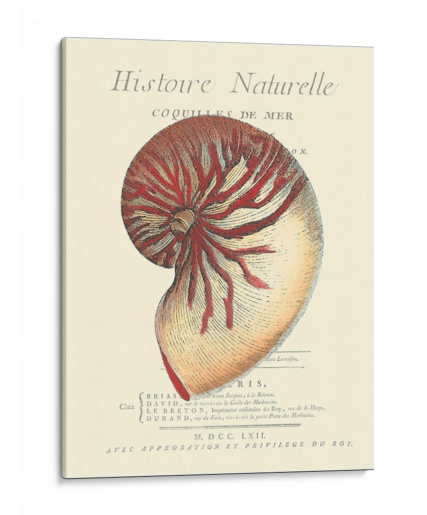 Coquilles De Mer I - Vision Studio | Cuadro decorativo de Canvas Lab