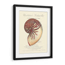 Coquilles De Mer I - Vision Studio | Cuadro decorativo de Canvas Lab