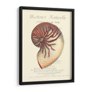 Coquilles De Mer I - Vision Studio | Cuadro decorativo de Canvas Lab