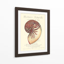 Coquilles De Mer I - Vision Studio | Cuadro decorativo de Canvas Lab