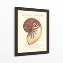 Coquilles De Mer I - Vision Studio | Cuadro decorativo de Canvas Lab