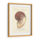 Coquilles De Mer I - Vision Studio | Cuadro decorativo de Canvas Lab