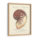 Coquilles De Mer I - Vision Studio | Cuadro decorativo de Canvas Lab