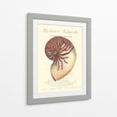 Coquilles De Mer I - Vision Studio | Cuadro decorativo de Canvas Lab