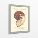 Coquilles De Mer I - Vision Studio | Cuadro decorativo de Canvas Lab