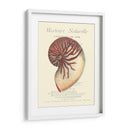 Coquilles De Mer I - Vision Studio | Cuadro decorativo de Canvas Lab