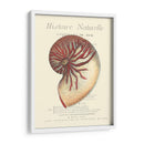 Coquilles De Mer I - Vision Studio | Cuadro decorativo de Canvas Lab