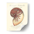 Coquilles De Mer I - Vision Studio | Cuadro decorativo de Canvas Lab