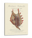Coquilles De Mer Iii - Vision Studio | Cuadro decorativo de Canvas Lab