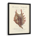 Coquilles De Mer Iii - Vision Studio | Cuadro decorativo de Canvas Lab