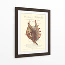 Coquilles De Mer Iii - Vision Studio | Cuadro decorativo de Canvas Lab
