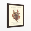 Coquilles De Mer Iii - Vision Studio | Cuadro decorativo de Canvas Lab