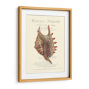 Coquilles De Mer Iii - Vision Studio | Cuadro decorativo de Canvas Lab