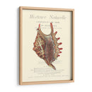 Coquilles De Mer Iii - Vision Studio | Cuadro decorativo de Canvas Lab