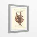 Coquilles De Mer Iii - Vision Studio | Cuadro decorativo de Canvas Lab