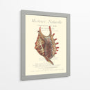 Coquilles De Mer Iii - Vision Studio | Cuadro decorativo de Canvas Lab