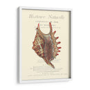 Coquilles De Mer Iii - Vision Studio | Cuadro decorativo de Canvas Lab
