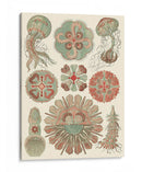 Sofisticado Sealife Iv - Ernst Haeckel | Cuadro decorativo de Canvas Lab