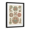 Sofisticado Sealife Iv - Ernst Haeckel | Cuadro decorativo de Canvas Lab
