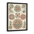 Sofisticado Sealife Iv - Ernst Haeckel | Cuadro decorativo de Canvas Lab