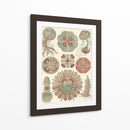 Sofisticado Sealife Iv - Ernst Haeckel | Cuadro decorativo de Canvas Lab