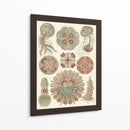 Sofisticado Sealife Iv - Ernst Haeckel | Cuadro decorativo de Canvas Lab