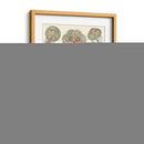 Sofisticado Sealife Iv - Ernst Haeckel | Cuadro decorativo de Canvas Lab