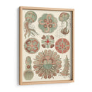 Sofisticado Sealife Iv - Ernst Haeckel | Cuadro decorativo de Canvas Lab