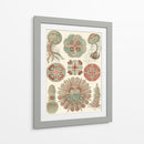 Sofisticado Sealife Iv - Ernst Haeckel | Cuadro decorativo de Canvas Lab