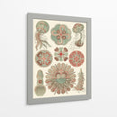 Sofisticado Sealife Iv - Ernst Haeckel | Cuadro decorativo de Canvas Lab
