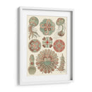 Sofisticado Sealife Iv - Ernst Haeckel | Cuadro decorativo de Canvas Lab